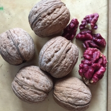 Juglans regia `Buzsáki Pirosbélű`