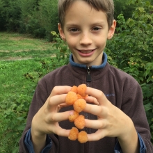 Rubus idaeus `Poranna Rosa`