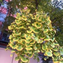 Ginkgo biloba 