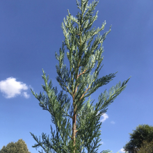 Cupressocyparis leylandii `Green Rocket`