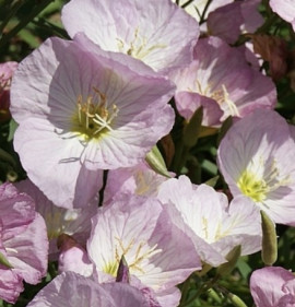 Oenothera speciosa `Rosea`