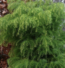 Cryptomeria japonica `Elegans Viridis`