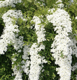 Spiraea cinerea `Grefsheim`