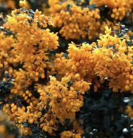 Berberis darwinii