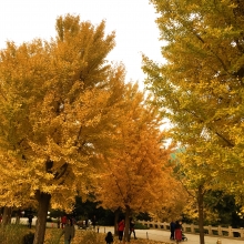 Ginkgo biloba 
