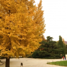 Ginkgo biloba 
