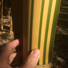 Phyllostachys vivax `Aureocaulis` (EMELT POSTADÍJAS!)