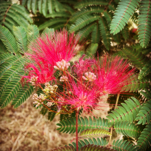 Albizia julibrissin `Evi`s Purple`