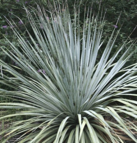 Dasylirion berlandieri