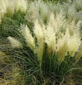 Cortaderia selloana `Tiny Pampa`