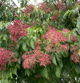 Evodia hupehensis (syn.: Tetradium daniellii)