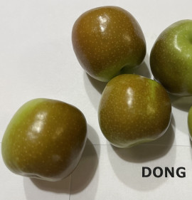 Ziziphus jujuba `Dongzao` K2
