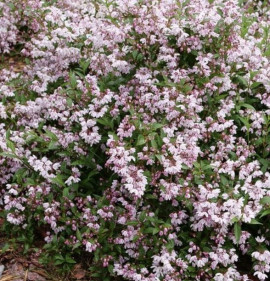 Deutzia `Yuki Kabuki`