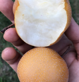 Pyrus pyrifolia `Megeitsu`