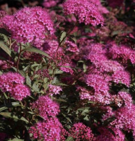 Spiraea japonica `Anthony Waterer`