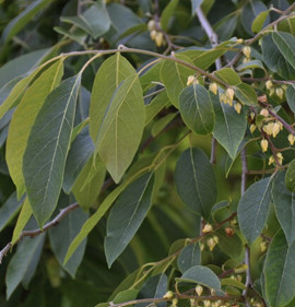 Diospyros virginiana 