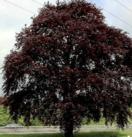 Fagus sylvatica `Swat Magret`