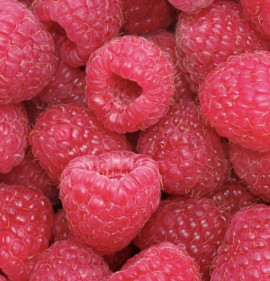 Rubus idaeus `Boheme`