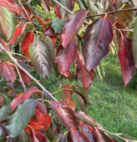 Diospyros kaki `Rojo Brillante`