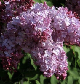 Syringa `Esther Staley`