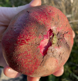 Punica granatum `Babur`