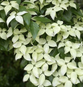 Cornus kousa var. chinensis
