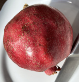 Punica granatum `Tuyatish Anor`