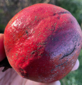 Punica granatum `Bécsi Csoda`
