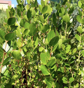 Eucalyptus johnstonii