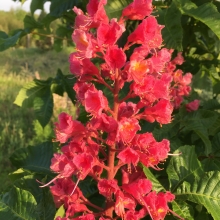 Aesculus carnea `Briottii`