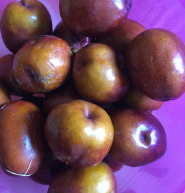 Ziziphus jujuba `Li` K2