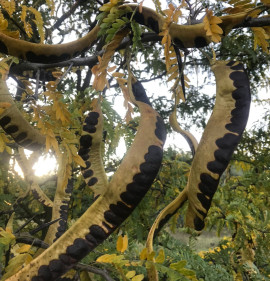 Gleditsia triacanthos `Downington`