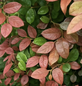 Loropetalum chinense `Daybreak`s Flame`