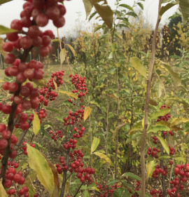 Elaeagnus umbellata `Január`