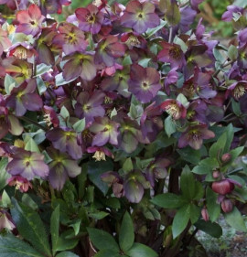 Helleborus orientalis `Star of Passion`