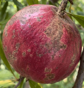 Punica granatum `Gyűdi Bíbor`