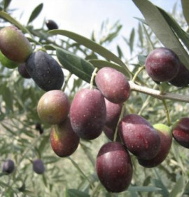 Olea europaea `Frantoio`