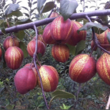 Pyrus sp. `Yu Hong - Red Striped`