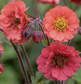 Geum `Flames of Passion`