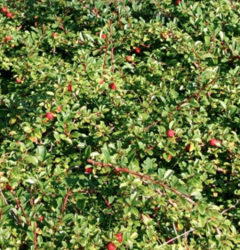 Cotoneaster radicans