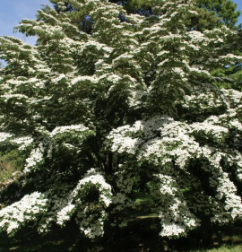 Cornus kousa var. chinensis