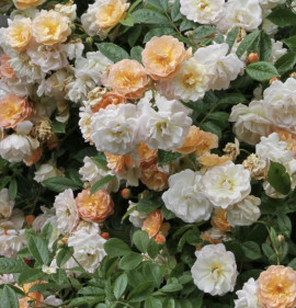 Rosa `Ghislaine de Féligonde`