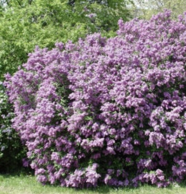 Syringa chinensis `Saugeana`