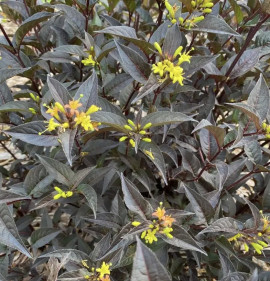 Diervilla rivularis `Kodiak Black`