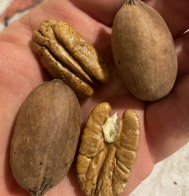 Carya illinoiensis `Pawnee` OLTVÁNY, K3