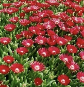 Delosperma `Garnet`