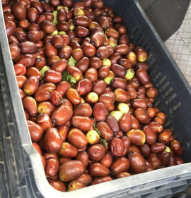 Ziziphus jujuba `Lang` K2