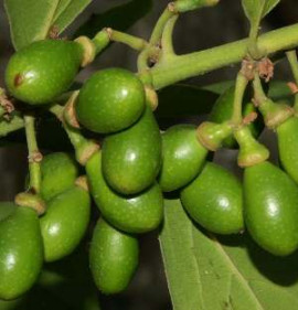 Laurus nobilis NAGY NÖVÉNY!!!