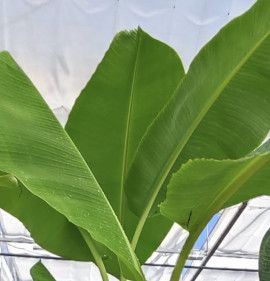 Musa sikkimensis x balbisiana `Dajiao`