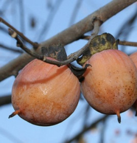 Diospyros virginiana 